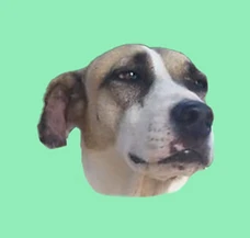 sofia.png