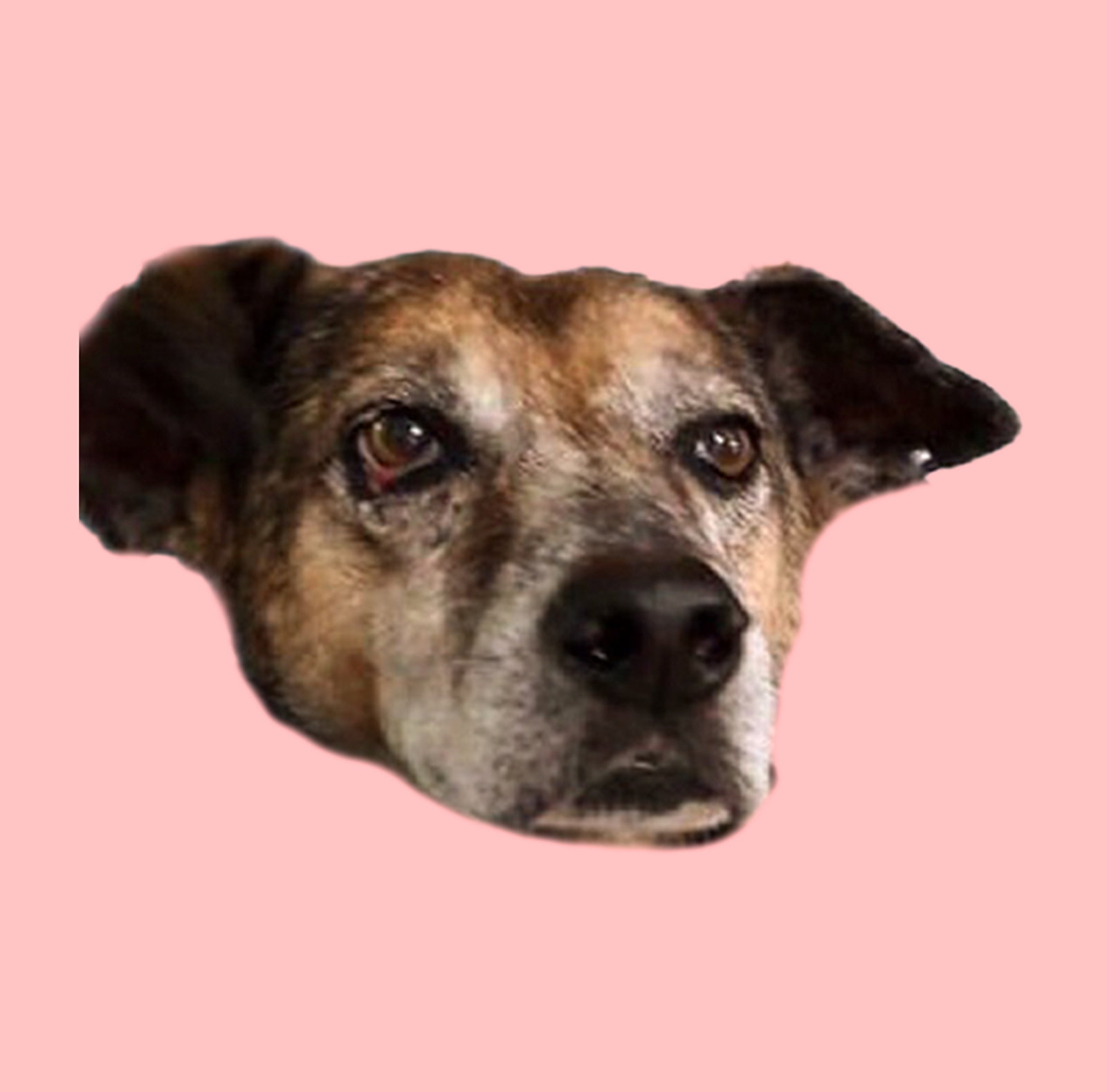 Amigo.png